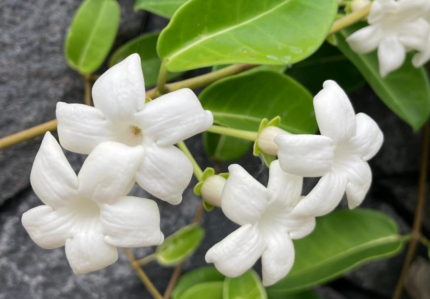 فيلا Casa Julietta إرميغوا المظهر الخارجي الصورة